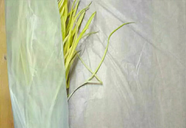 蔬菜包装纸